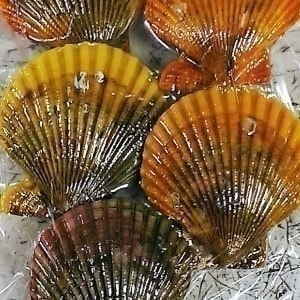 ヒオウギ貝